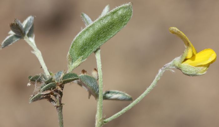 Argyrolobium rupestre subsp. rupestre PlantZAfrica